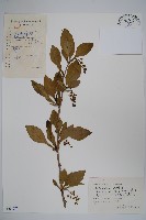 廬山小檗藏品圖，第1張