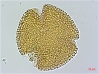 曲枝補血草藏品圖，第1張