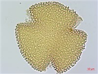 曲枝補血草藏品圖，第2張