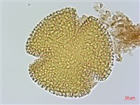 曲枝補血草藏品圖，第3張