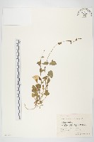 打碗花藏品圖，第1張