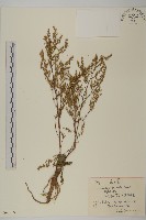 南牡蒿藏品圖，第1張