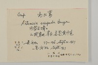 南牡蒿藏品圖，第2張