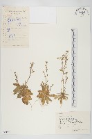 匐匍南薺藏品圖，第1張