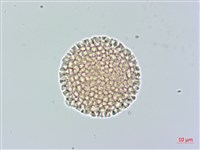 白瑞香藏品圖，第1張