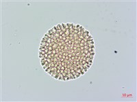 白瑞香藏品圖，第2張