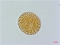 結香藏品圖，第1張