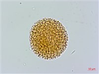 結香藏品圖，第2張