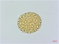 結香藏品圖，第3張