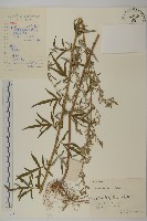 紅足蒿藏品圖，第1張
