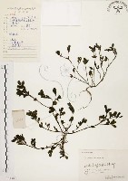 馬齒莧藏品圖，第1張