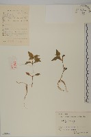 孩兒參藏品圖，第1張