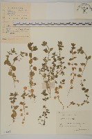 繁縷藏品圖，第1張