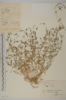 雀舌草藏品圖，第1張