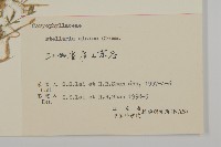 雀舌草藏品圖，第3張