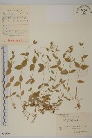 中國繁縷藏品圖，第1張