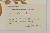 牛繁縷藏品圖，第3張