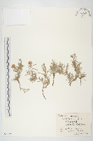 銀灰旋花藏品圖，第1張