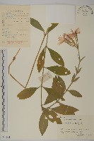 剪秋羅、剪秋紗、漢宮秋藏品圖，第1張