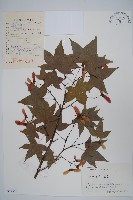 五裂槭藏品圖，第1張