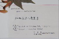 五裂槭藏品圖，第2張