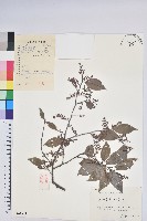 米飯花藏品圖，第1張