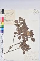 守城滿山紅、馬禮士杜鵑藏品圖，第1張