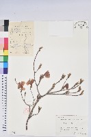 守城滿山紅、馬禮士杜鵑藏品圖，第1張