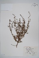 勿忘草狀鶴蝨藏品圖，第1張