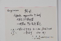 勿忘草狀鶴蝨藏品圖，第2張