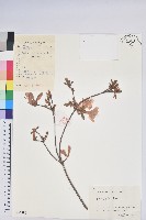 唐杜鵑、大屯杜鵑、中原氏杜鵑藏品圖，第1張