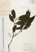 山胡椒藏品圖，第1張