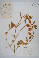 空心蓮子草藏品圖，第1張