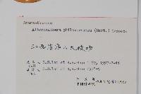 空心蓮子草藏品圖，第2張