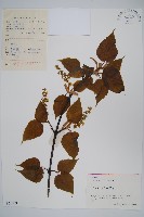 青榨槭藏品圖，第1張