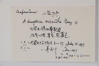 小花沙參藏品圖，第2張