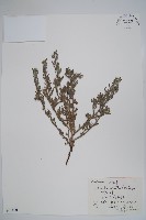 紫筒草藏品圖，第1張