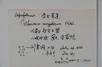 蒙古莢迷藏品圖，第2張