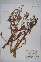 大果琉璃草藏品圖，第1張