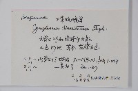 大果琉璃草藏品圖，第2張