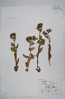 腺毛肺草藏品圖，第1張