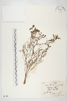 細葉黃鵪菜藏品圖，第1張