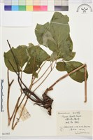 草芍藥, 山芍葯藏品圖，第1張