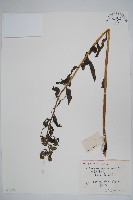 紫草藏品圖，第1張