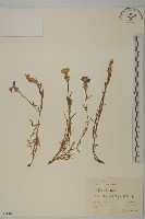 簇莖石竹藏品圖，第1張