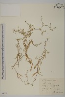 鈍萼繁縷藏品圖，第1張