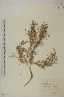 地膚、掃手草藏品圖，第1張