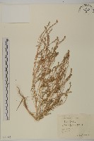 地膚、掃手草藏品圖，第1張