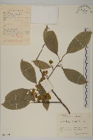 短梗南蛇藤藏品圖，第1張