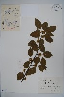 大柄冬青藏品圖，第1張